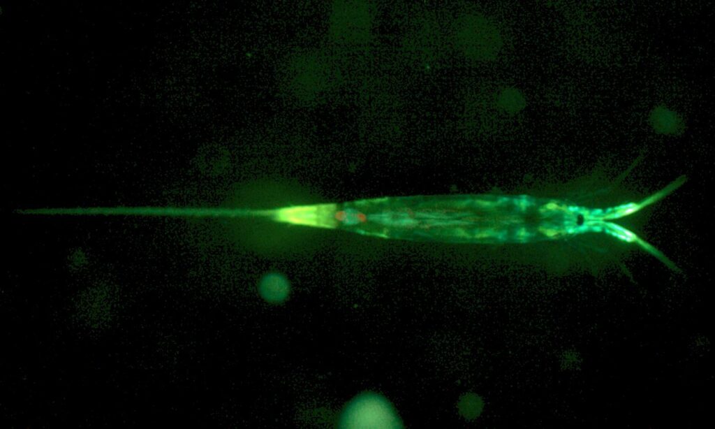 Zooplankton : Microsetella sp.