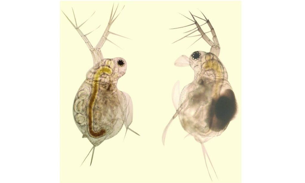 Zooplankton : Moina micrura