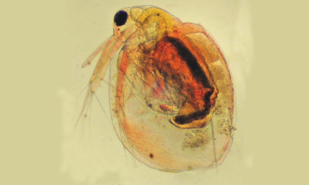 Zooplankton : Moina sp.