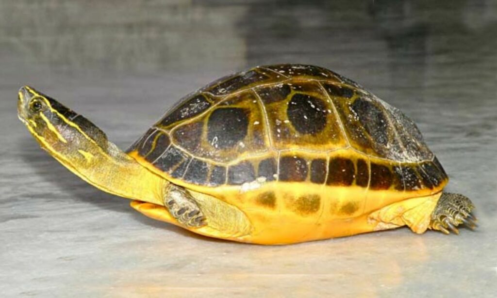 Turtle : Morenia petersi