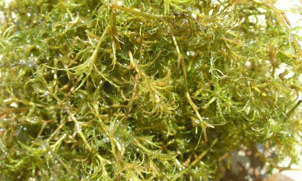 Aquatic weed : Najas minor