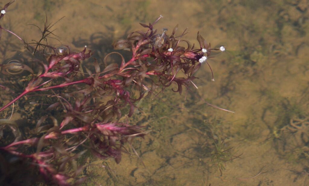 Aquatic weed : Nechamandra alternifolia