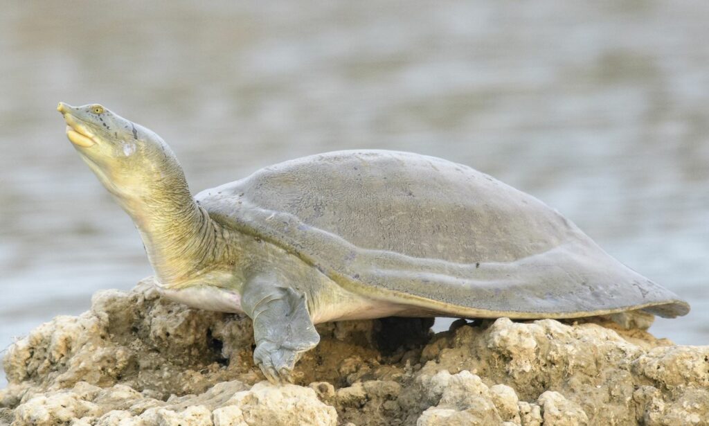 Turtle : Nilssonia gangetica