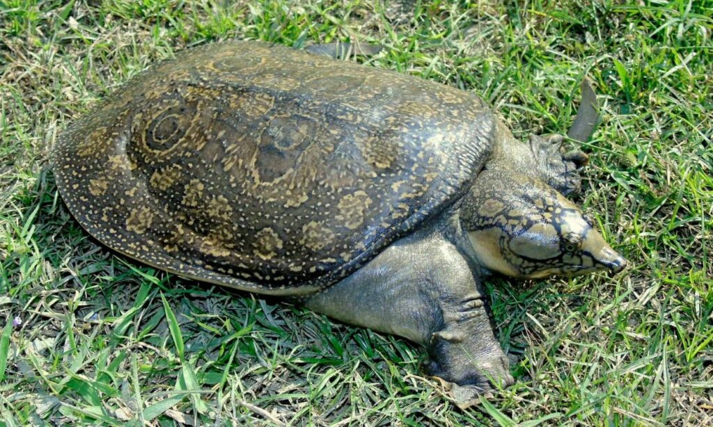 Turtle : Nilssonia hurum