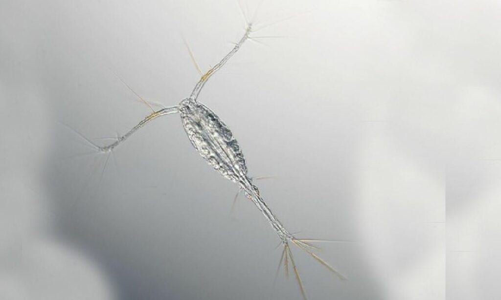 Zooplankton : Oithona sp.