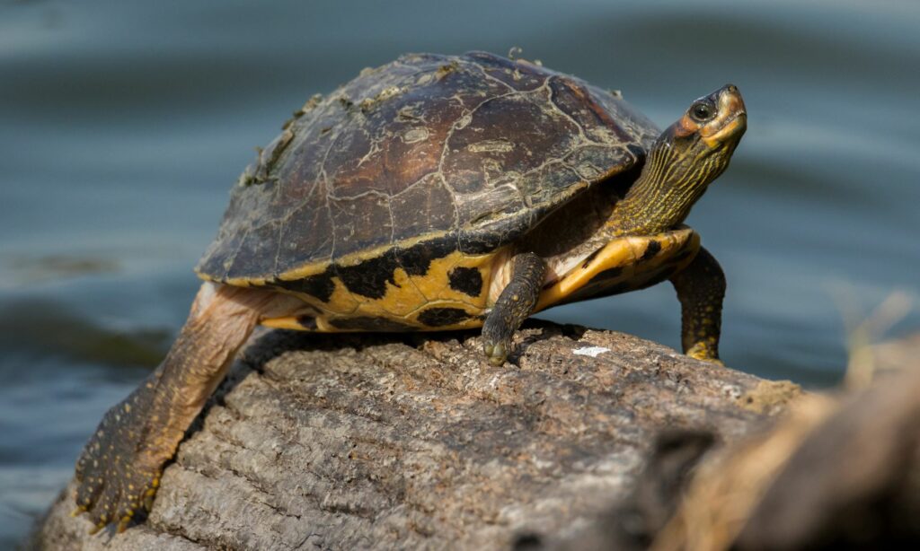 Turtle : Pangshura tecta