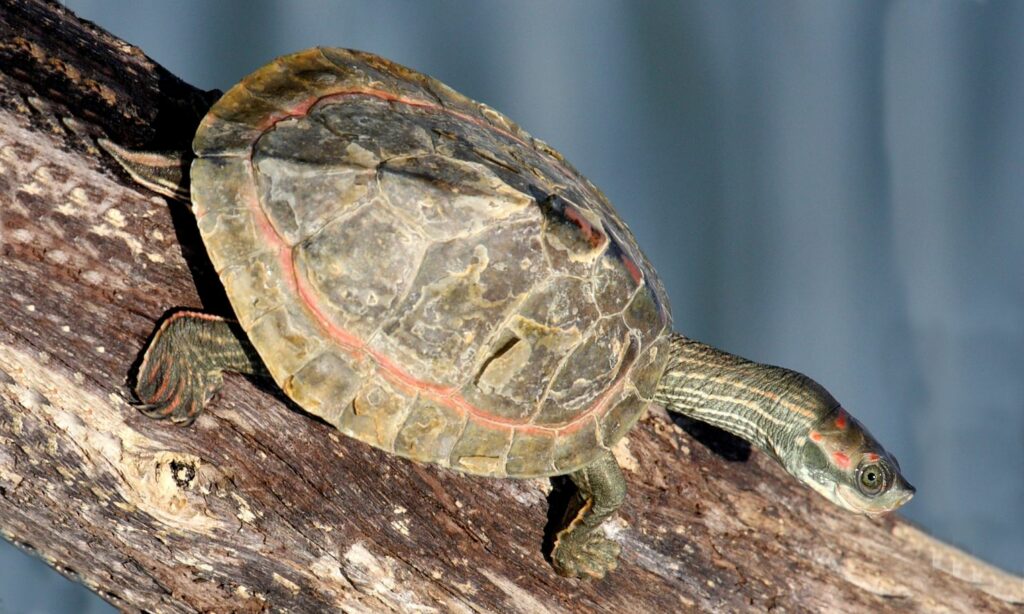Turtle : Pangshura tentoria