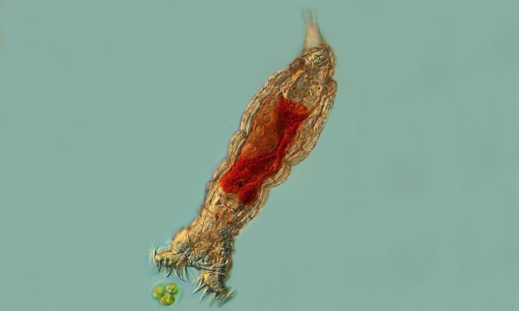 Zooplankton : Philodina roseola