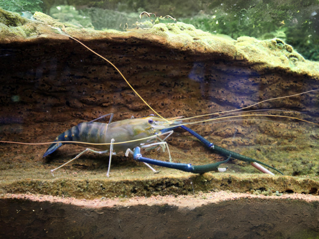 Arthropods – Freshwater Biodiversity Portal of Bangladesh