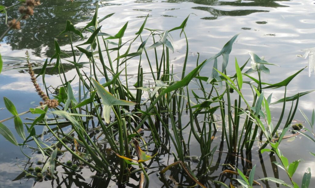 Aquatic weed : Sagittaria sagittifolia