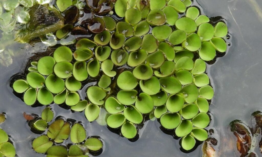Aquatic weed : Salvinia cucullata
