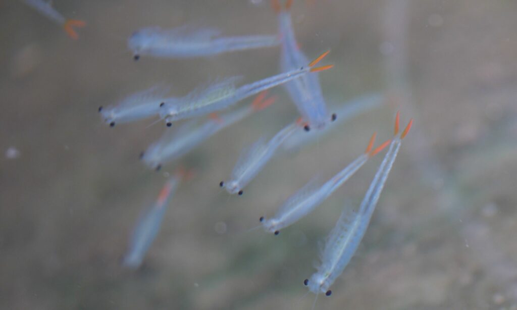 Zooplankton : Streptocephalus sp.