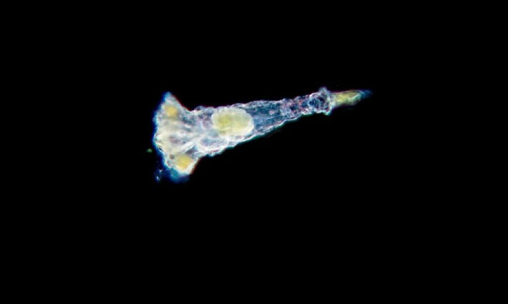 Zooplankton : Synchaeta sp.