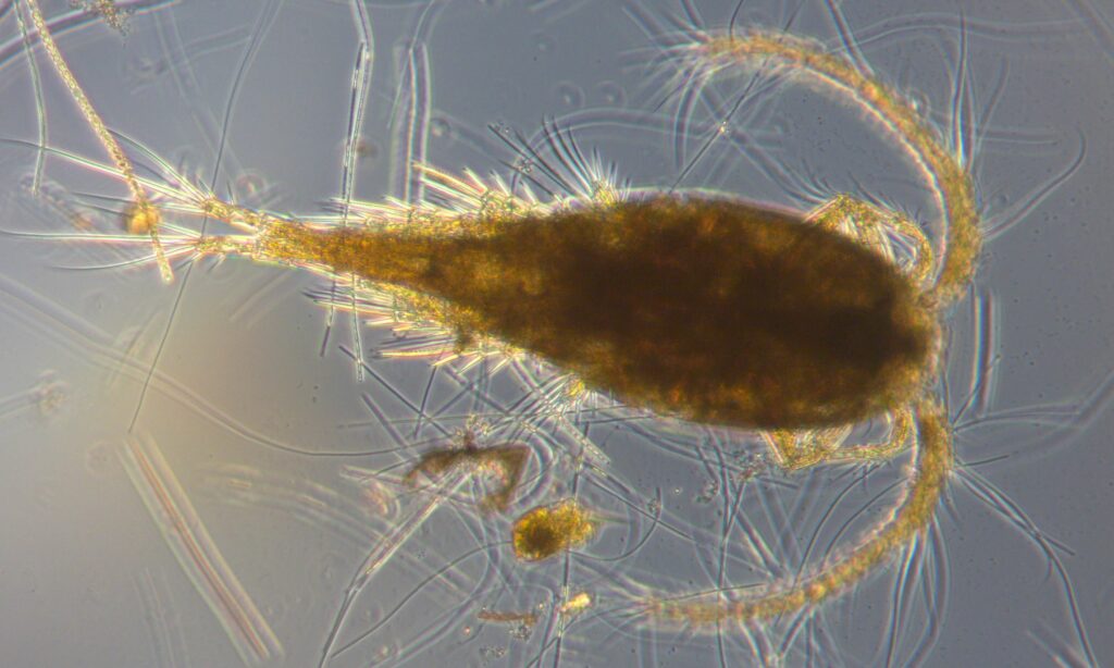 Zooplankton : Thermocyclops hyalinus
