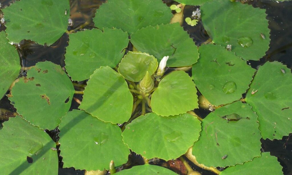 Aquatic weed : Trapa maximowiczii