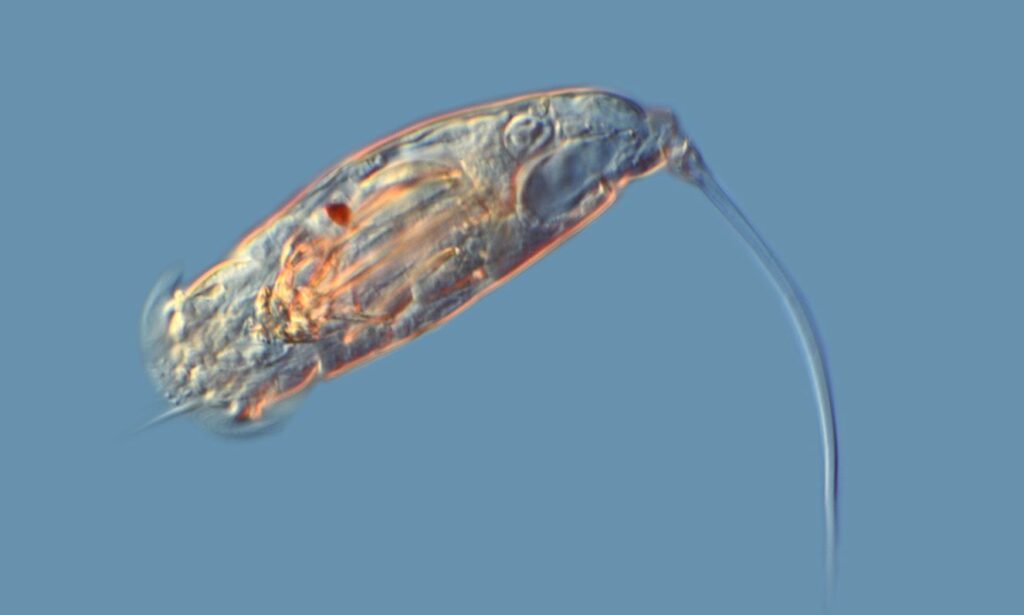 Zooplankton : Trichocerca longiseta