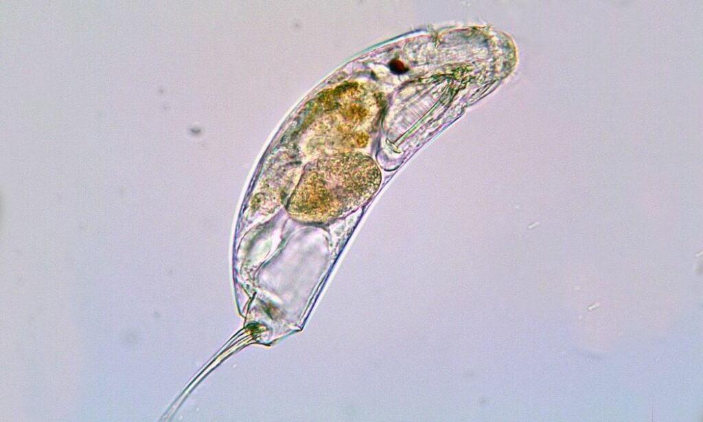Zooplankton : Trichocerca sp.