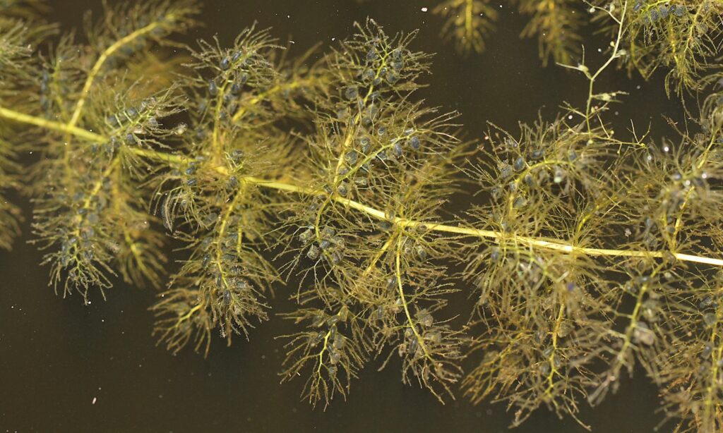 Aquatic weed : Utricularia aurea