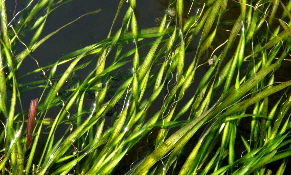Aquatic weed : Vallisneria spiralis