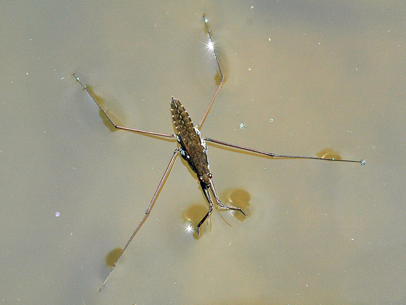 Arthropods – Freshwater Biodiversity Portal of Bangladesh