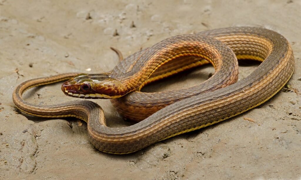 Snake : Xenochrophis cerasogaster
