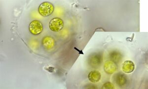 Asterococcus limneticus - Freshwater Biodiversity Portal of Bangladesh