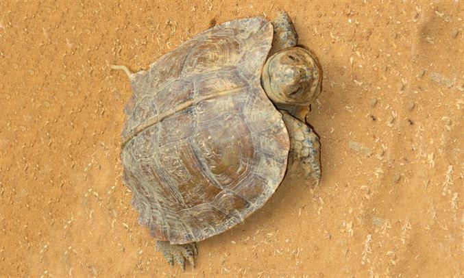 Turtle : Heosemys depressa - Arakan Forest Turtle - Arakani Kochchop (আড়কানি কচ্ছপ)