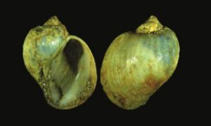 Radix tener - Freshwater Biodiversity Portal of Bangladesh