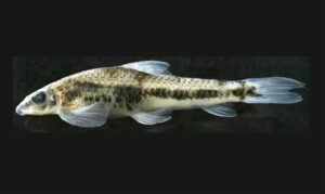Psilorhynchus rahmani - Freshwater Biodiversity Portal of Bangladesh