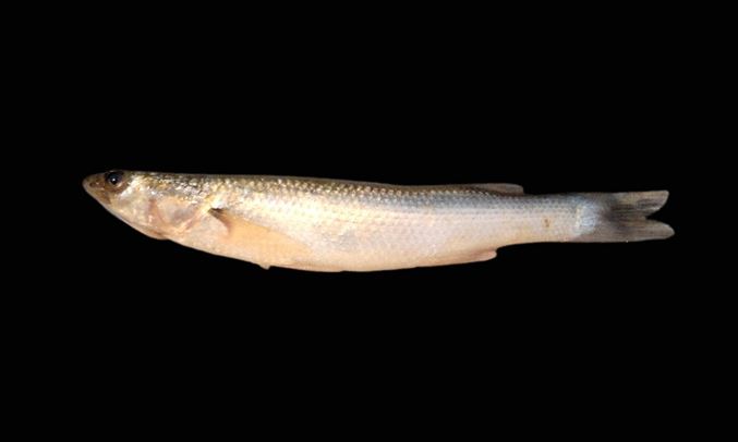 Bonyfish : Rhinomugil corsula