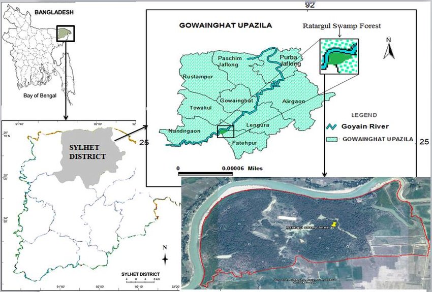 Map showing the study area at Ratargul Swamp Forest in Sylhet district