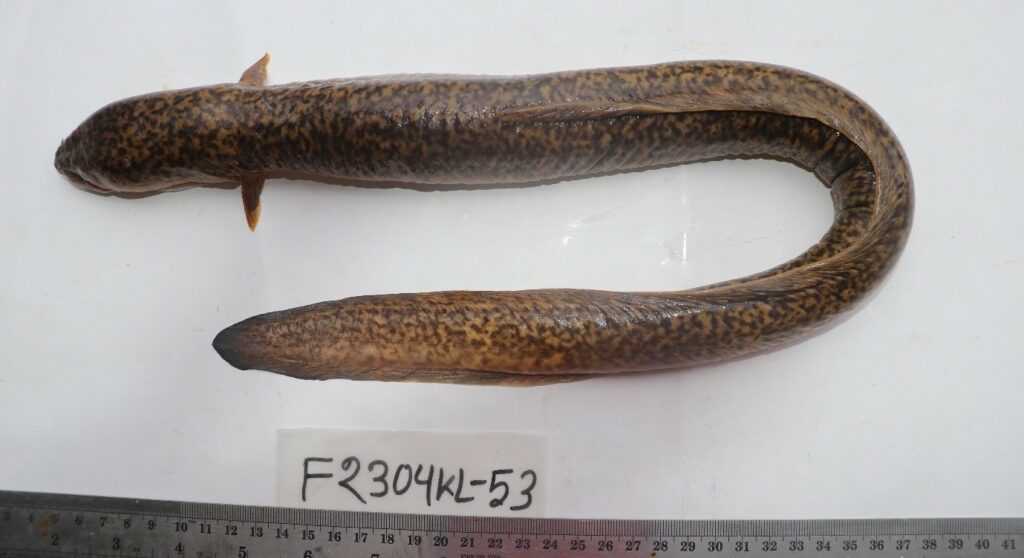 Bonyfish : Anguilla bengalensis