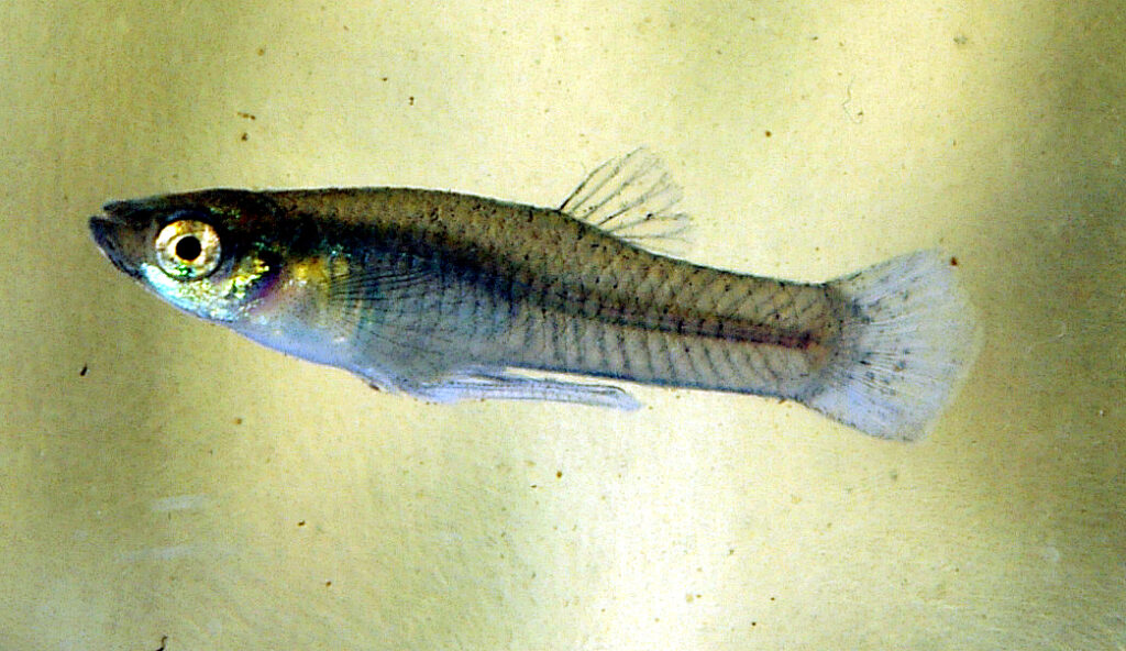 Bonyfish : Gumbosia affinis