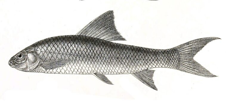 Indigenous Fishes - Freshwater Biodiversity Portal of Bangladesh