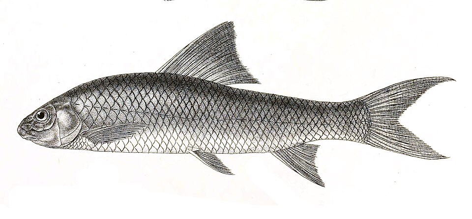 Bonyfish : Labeo microphthalmus