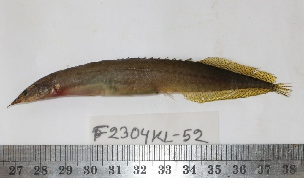 Bonyfish : Macrognathus pancalus