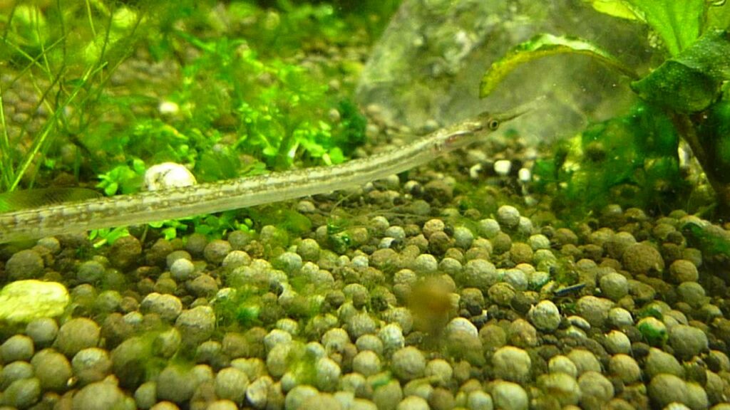 Bonyfish : Microphis cuncalus