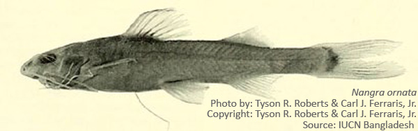 Bonyfish : Nangra ornata