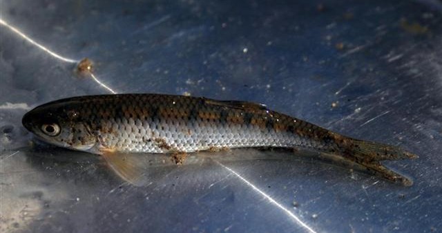Bonyfish : Opsarius shacra