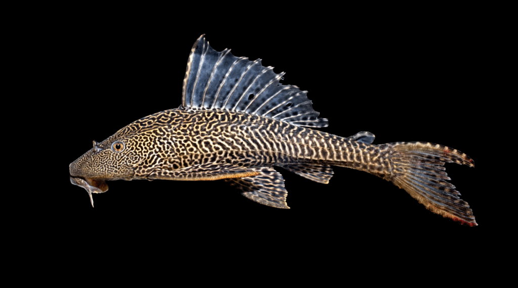 Bonyfish : Pterygoplichthys pardalis