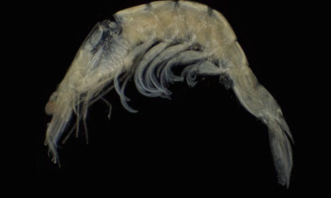 Zooplankton : Acetes sp. - -