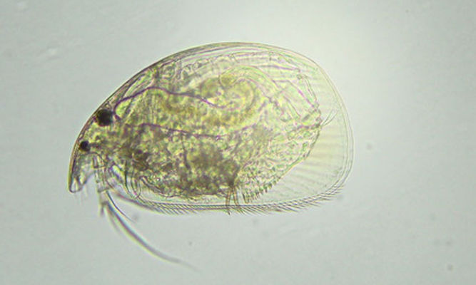 Zooplankton : Alona costata - Water Flea - Pani Poka (পানি পোকা)