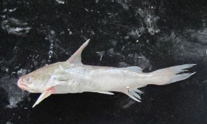 Bonyfish : Arius gagora