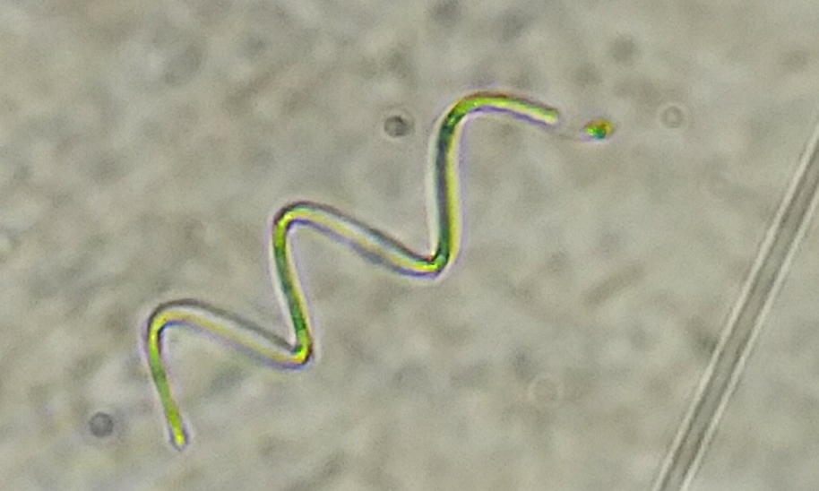 Phytoplankton : Arthrospira platensis - -