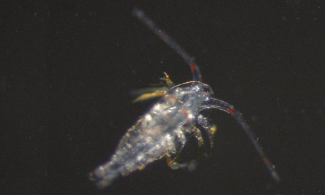 Zooplankton : Calanus sp. - -
