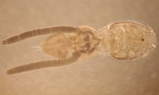 Zooplankton : Caligus arii - Fish Louse, Parasitic Copepod - Kaligus (কালিগাস)