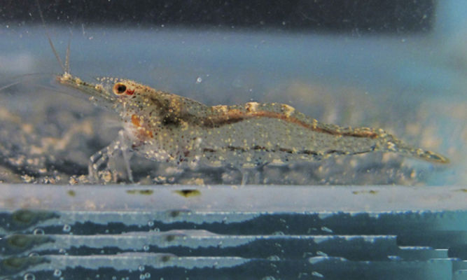 Prawn : Caridina propinqua - Bengal caridina/Hairy-handed prawn - Chuanicha chingri(ছুয়ানিছা চিংড়ি), chuianni icha(ছুইয়ান্নি ইচা)