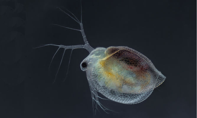 Zooplankton : Ceriodaphnia sp. - -