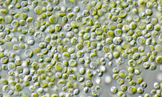 Phytoplankton : Chlorella vulgaris - -