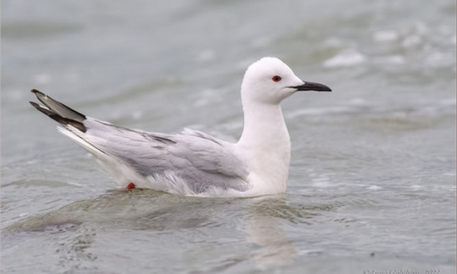birds : Chroicocephalus genei - Slender-billed Gull - Shoruthuto Gangchil (সরুঠুটি গাঙচিল)